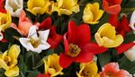 Pesona Sejuta Tulip Bermekaran di Inggris