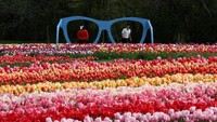 Keindahan bunga tulip yang tengah mekar ini menyedot perhatian wisatawan. 