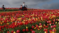 Para pengunjung berswafoto dengan latar belakang bunga tulip mekar. 