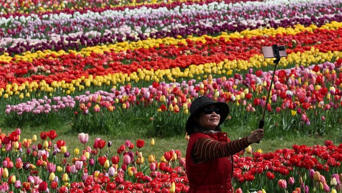 A visitor views tulips in bloom, part of one and a half million bulbs grown for Tulleys Tulip Fest at Tulleys Farm, Turners Hill, southern Britain, April 16, 2025. REUTERS/Toby Melville