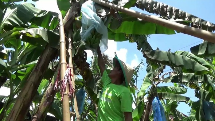 Jamaludin, petani pisang cavendish di kebunnya