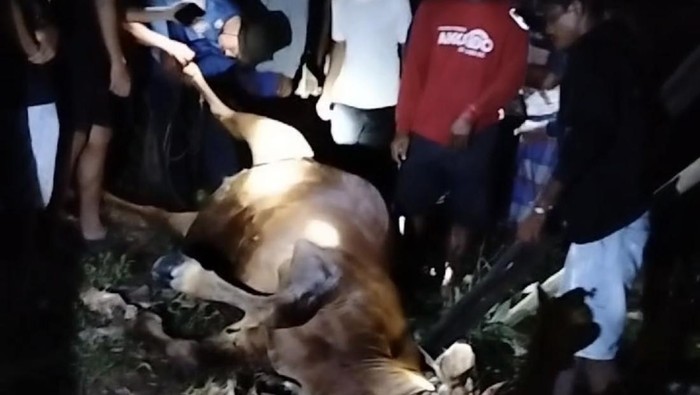 Sapi milik warga dievakuasi usai tercebur ke dalam sumur di Bone.