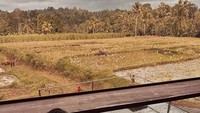 Amanda Manopo juga pernah membagikan momen bersantai dengan panorama sawah. Saat itu, ia tengah menikmati kopi hitam panas. Foto: Instagram Amanda Manopo
