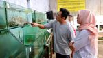 Potret Bupati Banyuwangi di Kampung Lobster