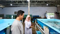 Kampung ini dikenal dengan sajian lobster segar berkualitas tinggi.