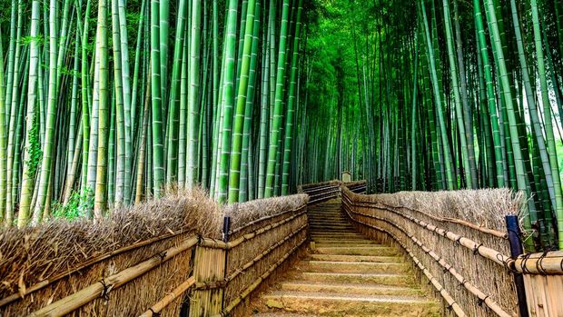 Hutan Bambu Sagano di Kyoto, Jepang Bambu Moso (Phyllostochys edulis) di Hutan Bambu Sagano, Kyoto, Jepang