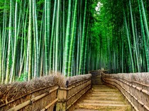 Ternyata Bambu Bukan Pohon, Ini Fakta yang Jarang Diketahui!