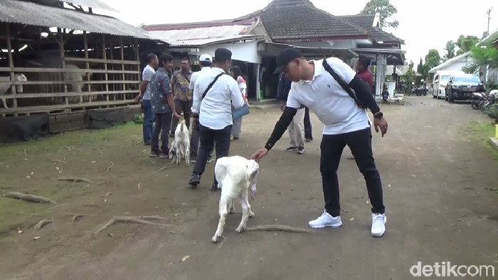 Liburan Seru dan Edukatif di Wisata Peternakan Kambing Goatzilla Lumajang