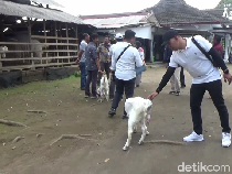 Liburan Seru di Wisata Edukasi Peternakan Kambing Goatzilla Lumajang