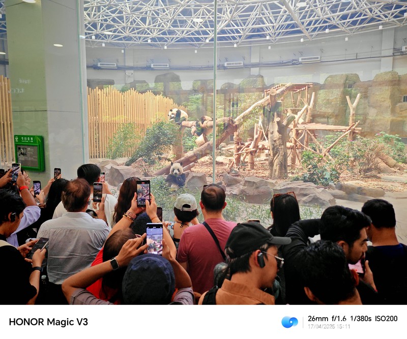 Konservasi Panda di Chendu, China