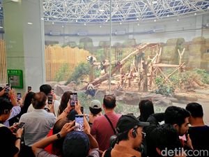 Gemas! Mengabadikan Panda Pakai Honor Magic V3