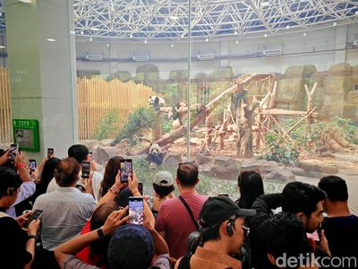 Gemas! Mengabadikan Panda Pakai Honor Magic V3
