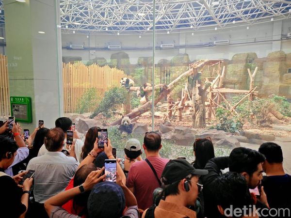 Gemas! Mengabadikan Panda Pakai Honor Magic V3