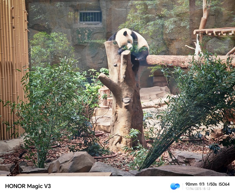 Konservasi Panda di Chendu, China