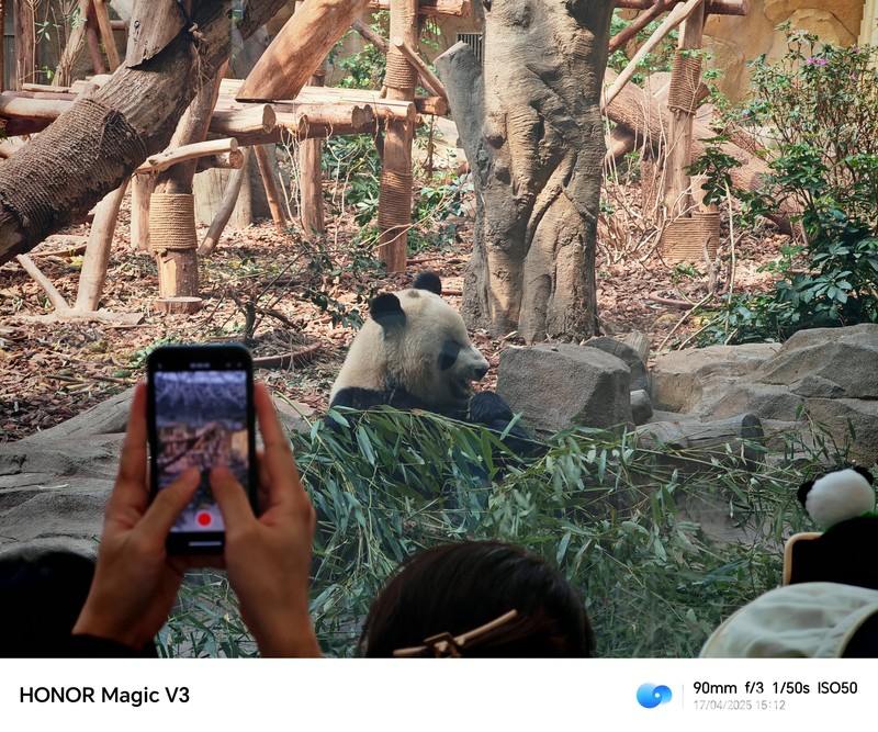 Konservasi Panda di Chendu, China