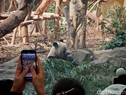 Gemas! Mengabadikan Panda Pakai Honor Magic V3