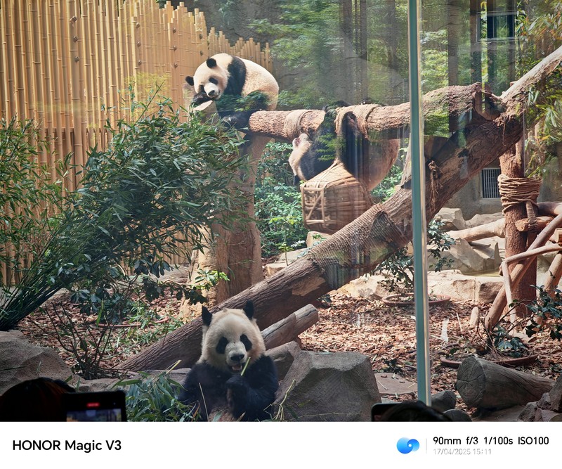 Konservasi Panda di Chendu, China