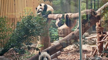 Bagaimana tidak gemas melihat tingkat laku hewan mamalia satu ini. Foto: Agus Tri Haryanto/detikINET