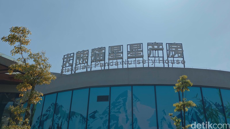 Konservasi Panda di Chendu, China