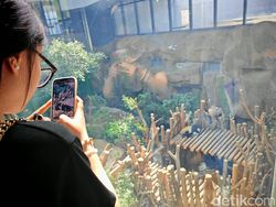 Gemas! Mengabadikan Panda Pakai Honor Magic V3