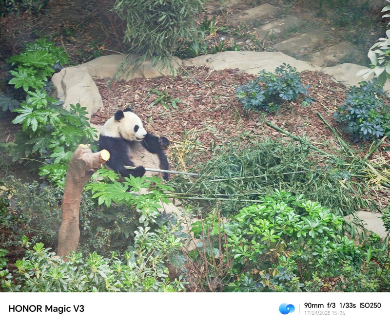 Konservasi Panda di Chengdu, China