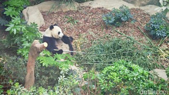 Asyiknya Panda mengunyah bambu muda. Foto: Agus Tri Haryanto/detikINET