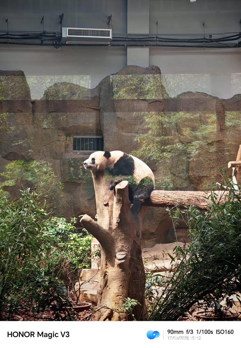 Konservasi Panda di Chengdu, China