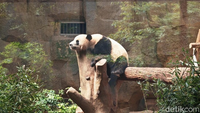 Kabar Baik, Populasi Panda Raksasa Naik Hampir 2 Kali Lipat di China