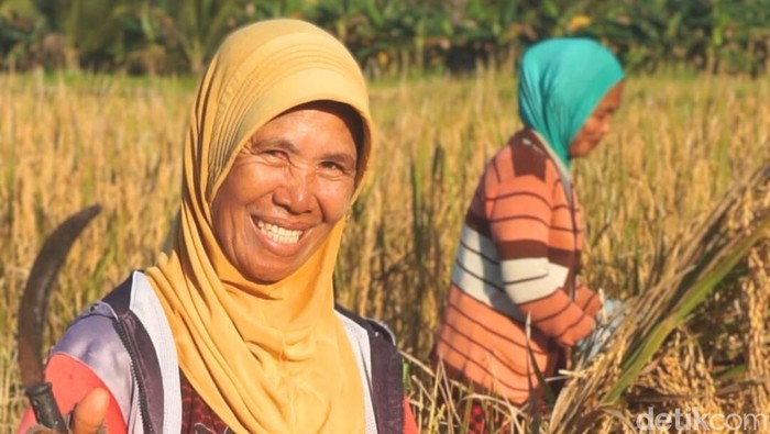 Petani di Kaltara.