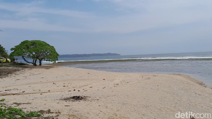 Pohon Viral Pantai Karapyak
