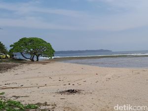 Pohon Viral Pantai Karapyak, Spot Foto Instagramable di Pangandaran