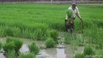Potret Lahan Sawah di Jakarta yang Makin Berkurang