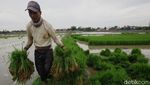 Potret Lahan Sawah di Jakarta yang Makin Berkurang