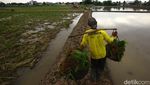 Potret Lahan Sawah di Jakarta yang Makin Berkurang