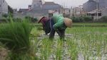 Potret Lahan Sawah di Jakarta yang Makin Berkurang