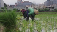 Petani memulai proses tanam padi pada musim pertama tahun 2025 di Kalideres, Jakarta Barat, Jumat (18/5/2025).