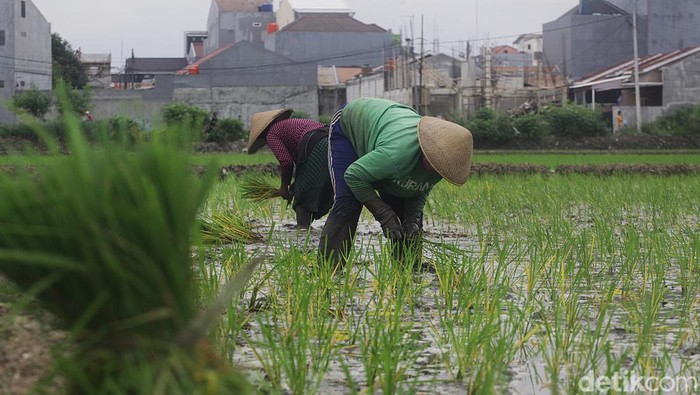 Potret Lahan Sawah di Jakarta yang Makin Berkurang Lahan Sawah di DKI Jakarta terus berkurang. Lahan sawah mengalami penurunan sekitar 72 hektar (37,53 persen) .