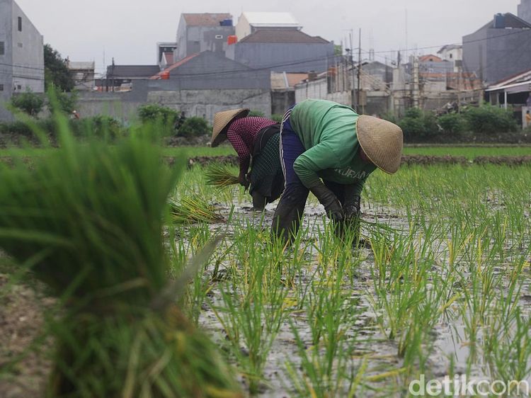 Potret Lahan Sawah di Jakarta yang Makin Berkurang