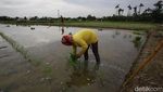 Potret Lahan Sawah di Jakarta yang Makin Berkurang