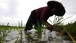 Potret Lahan Sawah di Jakarta yang Makin Berkurang