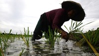 Penelitian dari BPS dan IDEAS menunjukkan penurunan luas panen padi dan prediksi hilangnya lahan sawah di Jabodetabek terutama Jakarta dalam beberapa dekade ke depan. 