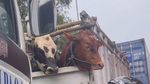 Penampakan Macet Horor Arah Priok Semalam Mengular ke Mana-mana