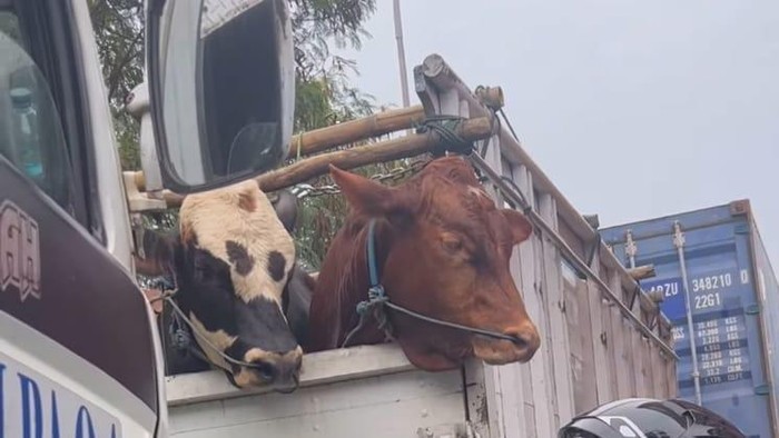 Sapi ikut terjebak macet peningkatan aktivitas bongkar muat di Pelabuhan Tanjung Priok, Sapi ikut terjebak macet peningkatan aktivitas bongkar muat di Pelabuhan Tanjung Priok,