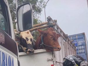 Momen Sapi Ikut Terjebak Macet Imbas Antrean Truk di Pelabuhan Priok