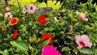 Varian kembang sepatu di Jans Park