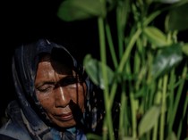 Video: Pasijah dan Aksi Tanam Bakau Demi Menangkal Pasang Surut Air Laut