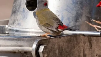 Kepala burung ini tidak masuk ke dalam silinder. Coba bisa ditebak posisinya di mana? Foto: Reddit