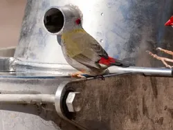 Awas Kena Tipu! Foto-foto Ini Mengecoh Mata,