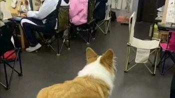 Anjing ini bukan dari dunia Minecraft. Dia duduk di atas meja. Foto: Reddit