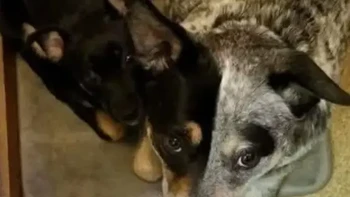 Wajah anjing ini bikin mata terkecoh. Kita akan mengira wajah dua anjing yang dsatukan. Meski dalam foto ini memang ada dua anjing. Foto: Reddit
